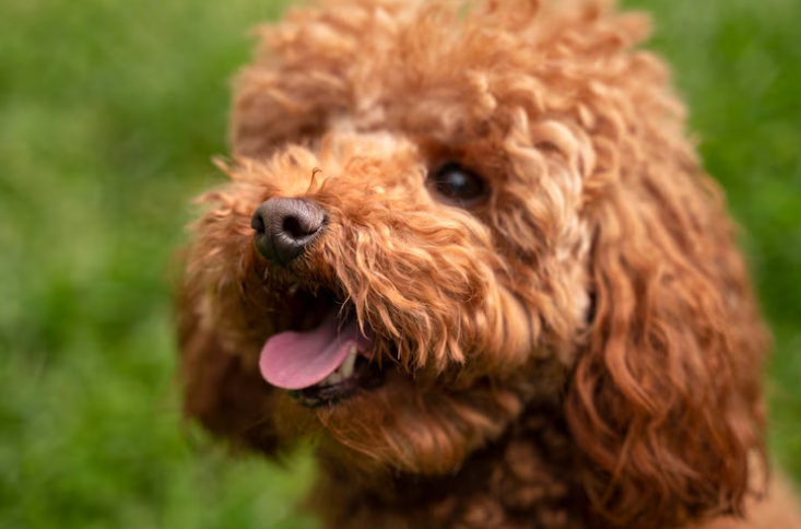 What Makes a Mini Goldendoodle Breeder Truly Reputable?