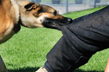 How to File a Dog Bite Claim and Secure Full Compensation - itsnewztalkies com