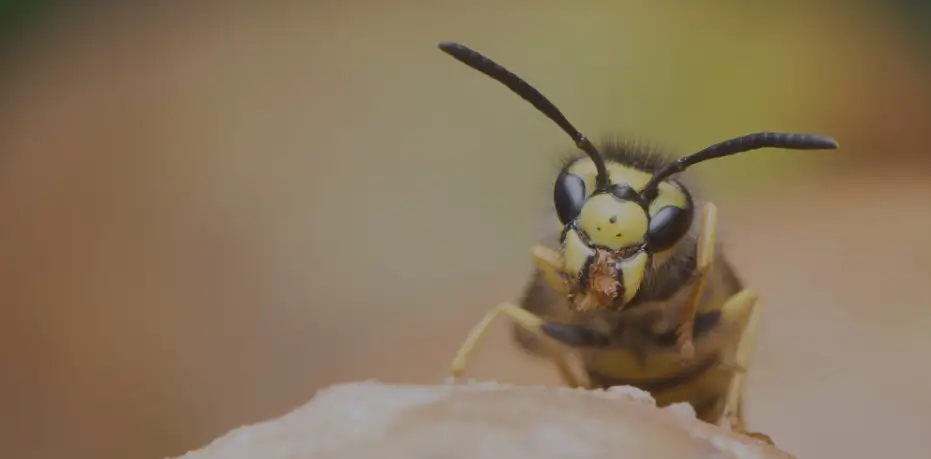 Why Professional Wasp Control Matters When a Nest Appears Near Your Home